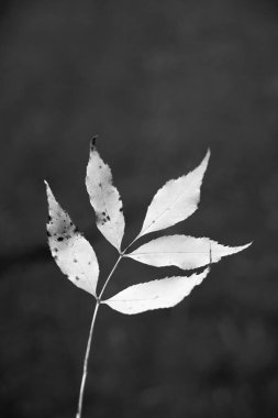 Beş sivri loblu narin bir yaprak, karanlık bir arkaplanda göze çarpar ve karmaşık detaylarını gözler önüne serer..