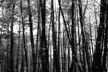 Yoğun ormanda ince gövdeli uzun ağaçlar vardır. Yaprakları sonbaharda renk değiştirir ve dingin bir atmosfer yaratır..