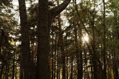 Sonbaharda sakin bir ormanda, uzun ağaçların arasından parlayan güneş ışınları huzurlu ve huzurlu bir atmosfer yaratıyor..