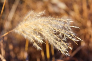 Narin altın çimenler, sonbahar rüzgarı öğleden sonra boyunca huzurlu bir doğa koruma alanından eserken hafifçe bükülür..
