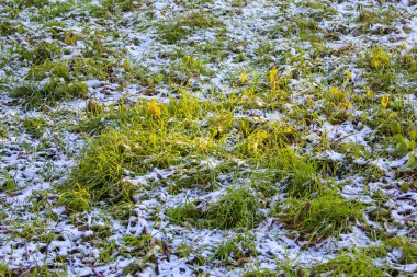 Taze kar, canlı yeşil çimen parçalarını kaplayarak sabahın erken saatlerinde sakin bir kış atmosferi yaratır..