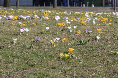 Şehir Parkı 'ndaki Yeşil Çimlerde Açan Renkli Crocus' larla İlkbahar Manzarası