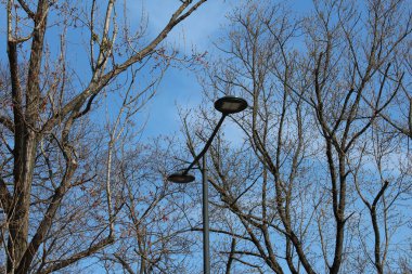 Şehir Parkı 'nda Açık Mavi Gökyüzüne Karşı Sokak Işıklı Çıplak Kış Ağaçları
