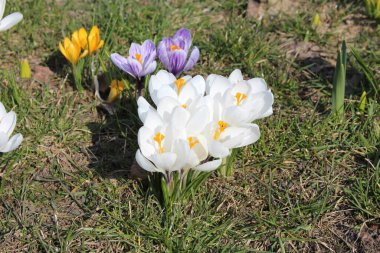 Güzel Beyaz, Mor ve Sarı Crocus Çiçekleri Bahar Bahçesinde Birlikte Çiçek Açıyor