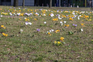 Şehir Parkı Renkli Bahar Kruvazörleriyle süslenmiş Şehir Binaları Yakınlarında Çiçek Açan