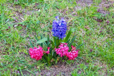 Canlı Pembe Hyacinth 'ler. Uzun mavi sümbül çiçekleri. Bahar bahçesinde birlikte çiçek açıyorlar.