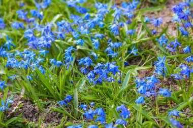 Canlı Mavi Unutma Beni Çiçekleri Yemyeşil Yeşilliklerle Doğal Ayarlarda Çiçek Açıyor