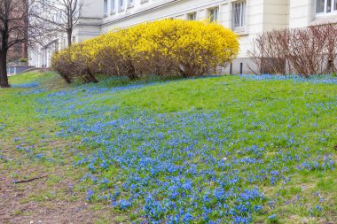 Parlak Mavi Unutma Beni Çiçekleri ile Hillside Çayırı Doğal Halı Oluşturuyor Sarı Forsythia Bush