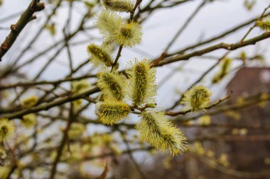 Baharın başlarında Willow Catkins Doğal Ortam Bulanık Arkaplanına Karşı Çiçek Açtı