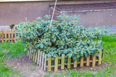 Canlı Yeşil Bitkilerle Dolu Bahçe Alanı Şehir Bahçesi 'nde Ahşap Çit Koruması Altında