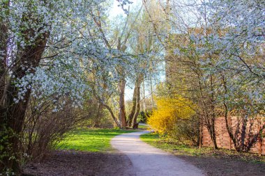 Serene Spring Park Yolu Budding Trees ve Canlı Sarı Forsythia Bush Doğal Koridor Oluşturuyor