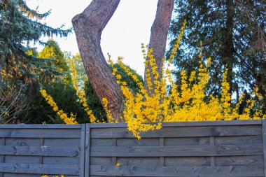 Canlı Sarı Forsythia Çalı Bahar Bahçesi 'nde Ağaç Çitin yanında Çiçek açıyor