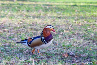 Sersemletici Mandarin Ördeği Bahçe Çimlerinde Tam Renkli Görünüm