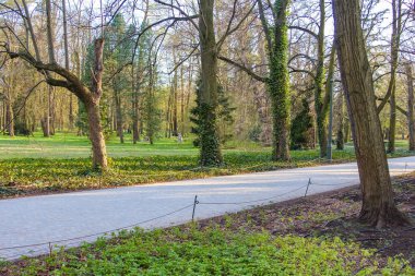 Her iki tarafında ağaçlar olan Bahar Ormanı Parkı 'nda Yürüyen Yol