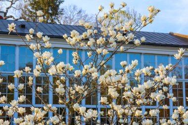 Bahar Bahçesinde Mavi Bina 'ya Karşı Beyaz Çiçeklerle Çiçek Açan Manolya Ağacı