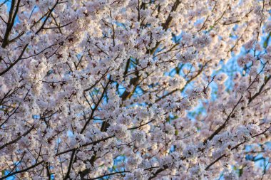 Kiraz Çiçeğinin Makro Fotoğrafları Zarif Pembe Çiçekler ve Bulanık Arkaplan