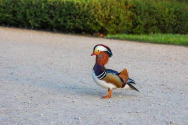 Sersemletici Erkek Mandarin Ördeği Canlı Plumage İlkbahar Park Ayarı 'nda Asfalt Yolu' nda Yürüyor