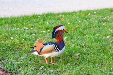 Renkli Mandarin Ördeği Yeşil Bahar Çimlerinde Ayırt edici Turuncu ve Mavi Plumage Yürüyüşü