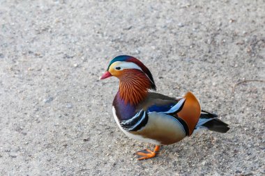Renkli Kırmızı ve Mavi Plumage ile Renkli Erkek Mandarin Ördeği