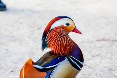 Erkek Mandarin Ördeğinin Yakın Çekim Portresi Canlı Turuncu Plumage ve Mavi Crest Işık Arkaplanına Karşı