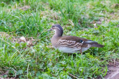 Dişi Mallard Ördeği Yeşil Bahar Çimenlerinde Dinleniyor
