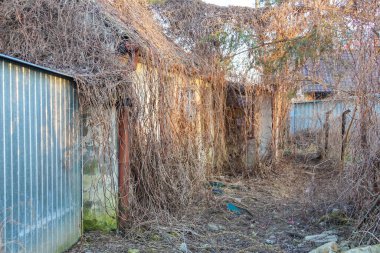 Terk Edilmiş Eski Bahçe Barakası Sonbaharda Aşırı gelişmiş Ivy ve Kurumuş Bitkilerle