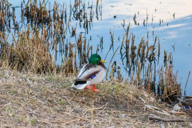 Erkek Mallard Ördeği Sahil şeridinde Sahil Kıyısında Kuyruk Kuyruğu ve Doğal Bitkilerle Duruyor