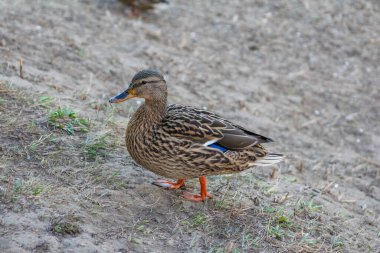 Dişi Mallard Ördeği Baharın Başlarında Yeşil Sebzelerle Kum Sahasında Duruyor