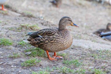Dişi Mallard Ördeği Sandy Shore 'da Doğal Işıkta Yeşil Çimen ile Duruyor