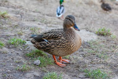 Doğal Bahar Alanında Yeşil Çimen Topraklarında Dişi Mallard Ördeği