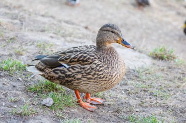 Dişi Mallard Ördeği Kum Sahasında Doğal Park 'ta Yeşil Çimen Tarlasında Duruyor