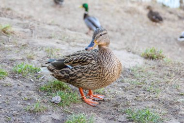 Dişi Mallard Ördeği Baharın Işığında Yeşil Bitkilerle Kum Sahasında Duruyor