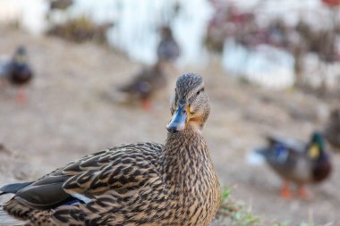 Kahverengi Tüy ve Turuncu Bill 'in Detaylı Görünümü ile Yakın Çekim Profilinde Bayan Mallard Duck