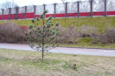 Arka planda Kırmızı Ses Duvarı olan Genç Çam Ağacı Yürüme Yolu Yakınında Büyüyor