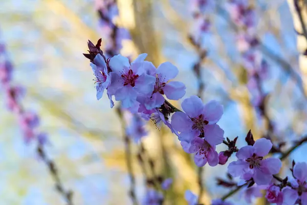 Bulanık Bahar Arkaplanına Karşı Yakın Görünümde Narin Mor Kiraz Çiçekleri Karmaşık Detayları Gösteriyor
