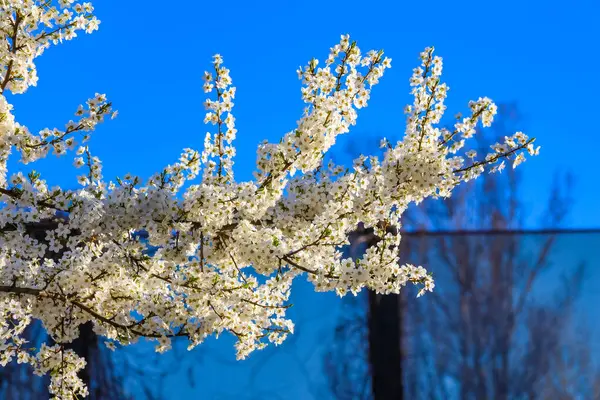 Beyaz Kiraz Çiçeği Dalları 'nın, Baharda Yumuşak Arkaplan Ağacı Siluetleriyle Mavi Gökyüzüne Karşı Yakın Çekimi