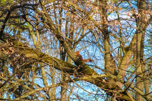 Altın Sonbahar Yaprakları Dalgalı Mavi Gökyüzüne Karşı Ağaçta