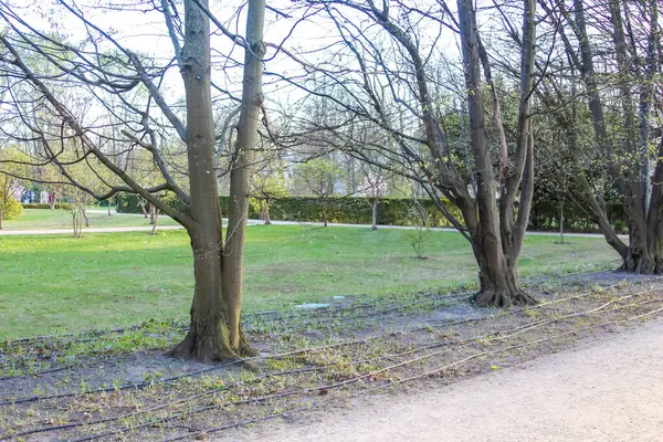 Çırılçıplak ağaçlar ve Yeşil Çimenlerle İlkbahar Parkı 'nda Yürüyen Yol
