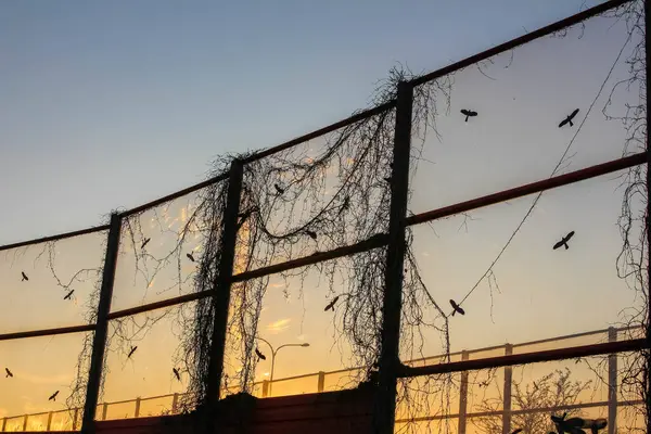 Hasarlı tel örgüsü Yırtık Parçalarla Altın Gün Batımına Karşı Siluet