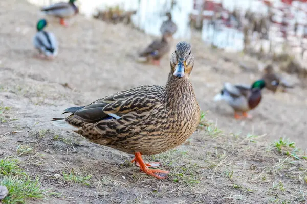 Turuncu ayaklı dişi ördek, ördek sürüsünün arasında kumlu zeminde duruyor.
