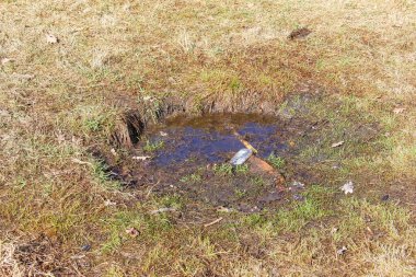 Hayvan Yuvası ya da Böcek Yuvası 'na Görünür Girişli Kuru Çimenlerdeki Küçük Delik