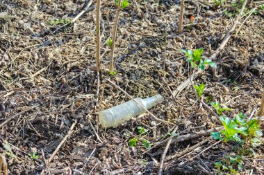 Orman atıklarının arasında atılmış plastik şişe ve Woodland Zemininde erken bahar büyümesi