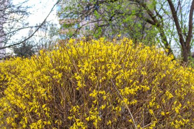 Canlı Sarı Forsythia Çalılığı Baharın başlarında açan Çıplak Ağaçlar Arkaplanıyla