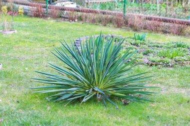 Yeşil Bahar Çayırında Tek başına büyüyen Yucca Bitkisi Keskin Yayılan Yapraklarla