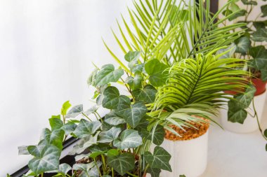 Fern 'li Dekoratif Kapalı Bitkiler ve Güneşli Pencere Yakınındaki Tencerelerde Yeşillik