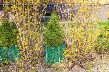 Parlak Sarı Forsythia Çalılar Yeşil Bahçe Çitlerine Karşı Çiçek Açtı