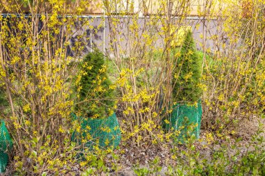 Arkaplanda Evergreen ağaçlarıyla Bahar Bahçesinde açan canlı sarı Forsythia çalıları