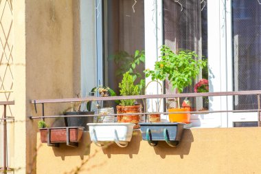 Renkli konteynırlarda saksı bitkileriyle modern apartman balkonu ve Herb Garden Kentsel Oasis yaratıyor.