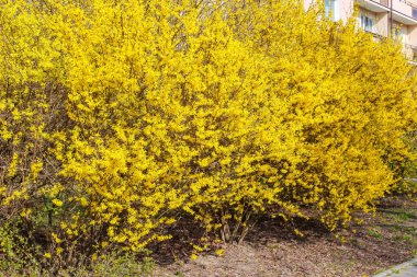 Canlı Sarı Forsythia Çalı 
