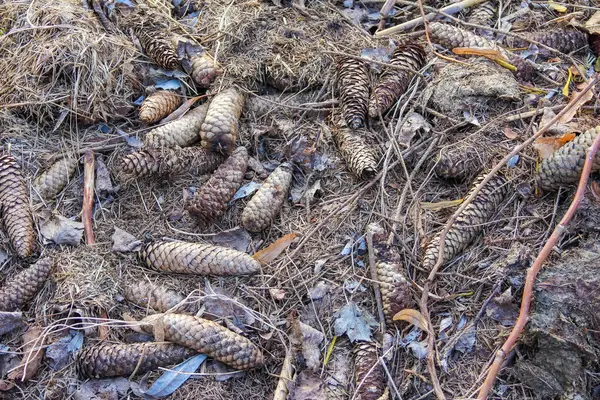 Taze toplanmış çam kozalakları Needles ve Dal ile Orman zeminine saçılmış
